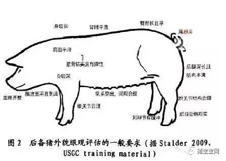 【技术】4步教你挑选优质后备母猪