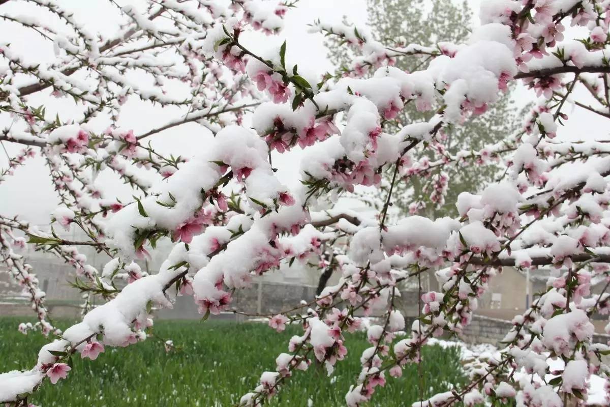 山区,景区的朋友,却晒出一个个小视频,辉县山区下雪了,桃花朵朵,雪花