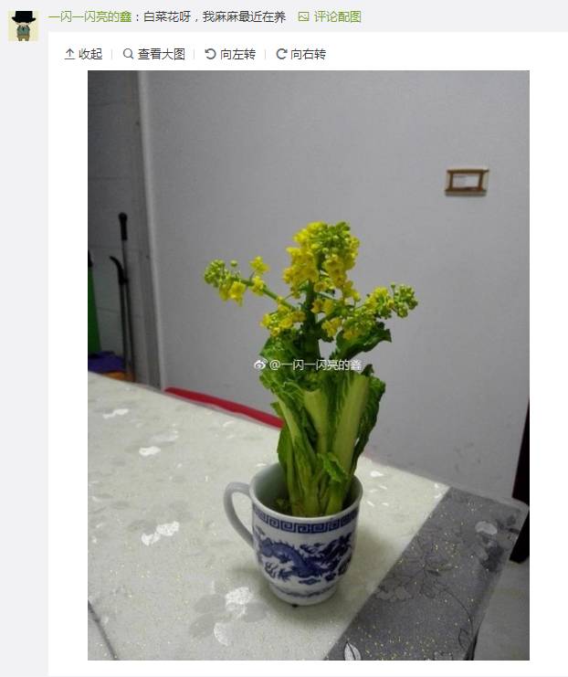 一看就不是什么正经白菜,居然凭空长出了油菜花?