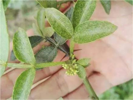 【技术】花椒红蜘蛛防治技术