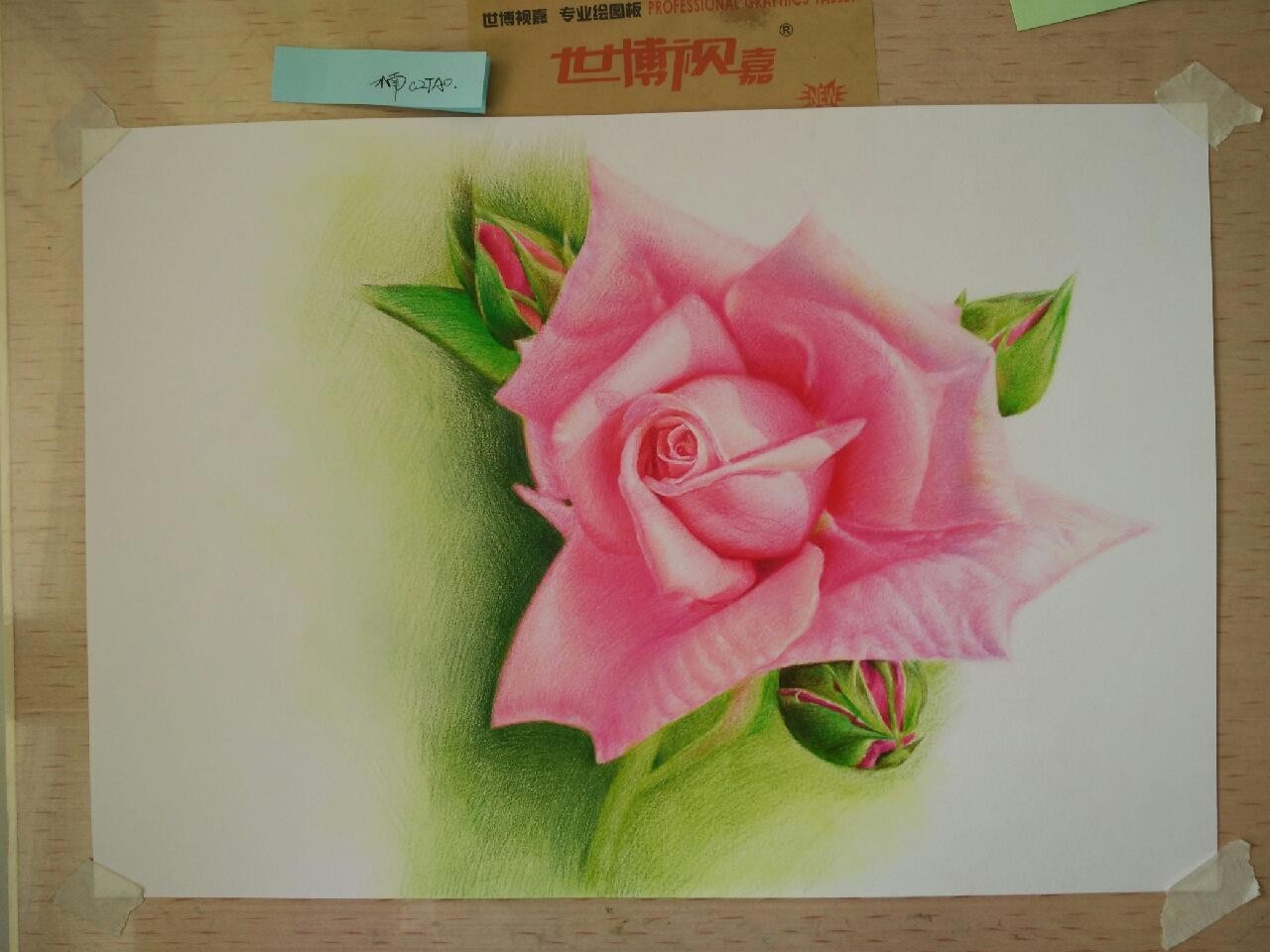 彩铅画粉色玫瑰花