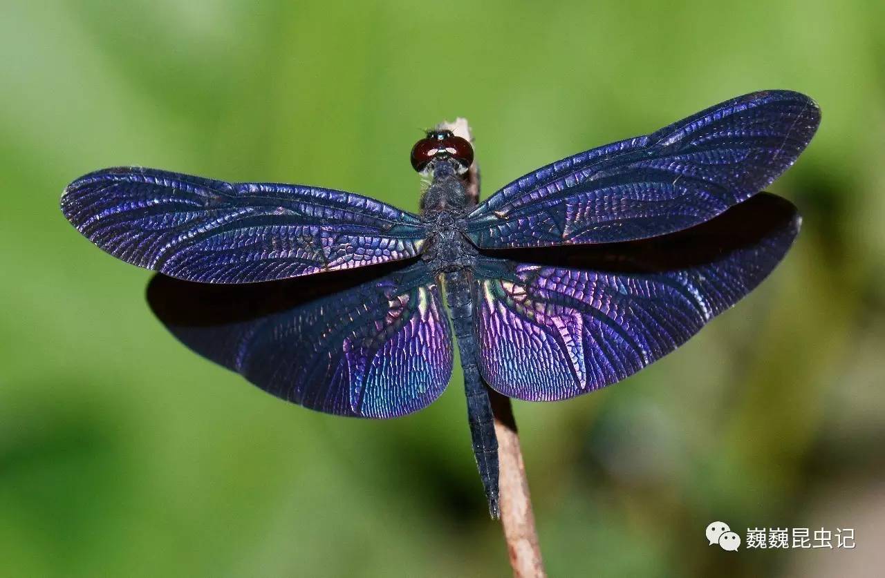 【虫出江湖】中国蜻蜓栖息地特搜——中缅边境上的绿洲,云南德宏