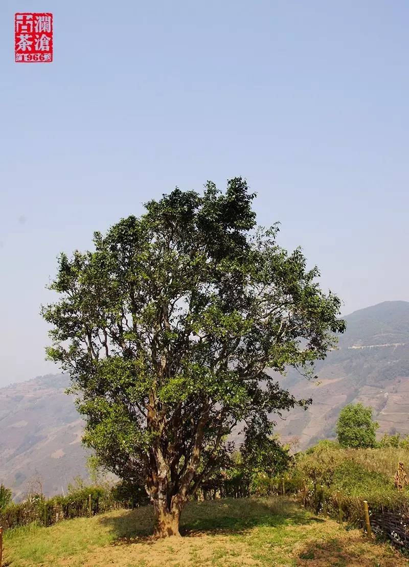 如何泡出邦崴古茶山熟茶的山野厚韵?