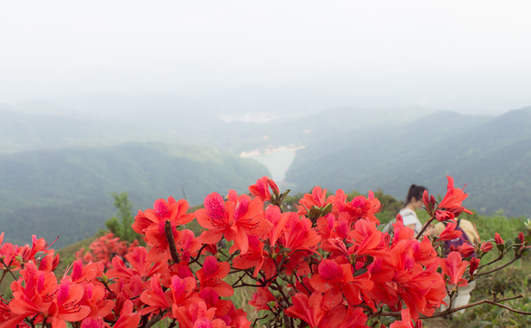 【花开了】4月15日通天蜡烛映山红,我和杜鹃花有个约会