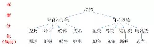 整合协作原则可以理解为下位学习的相关类属,新学习的内容可以扩展