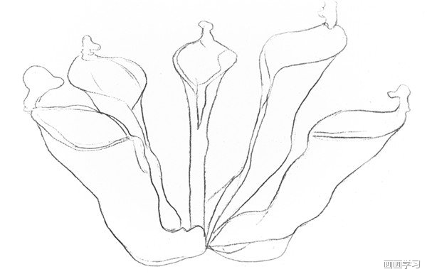 如何学素描素描植物瓶子草的绘画教程