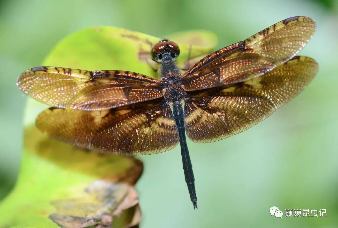 【虫出江湖】中国蜻蜓栖息地特搜——中缅边境上的绿洲,云南德宏