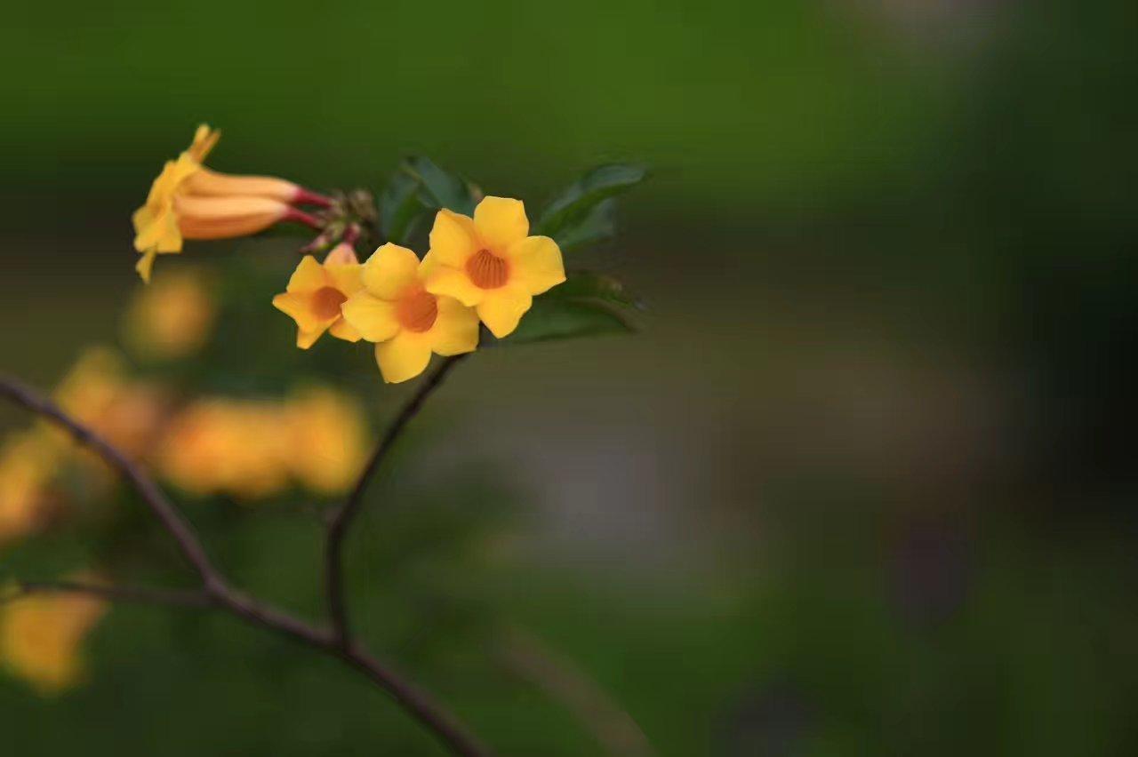 珠海湿地公园的动植物,一到春天就生机勃发