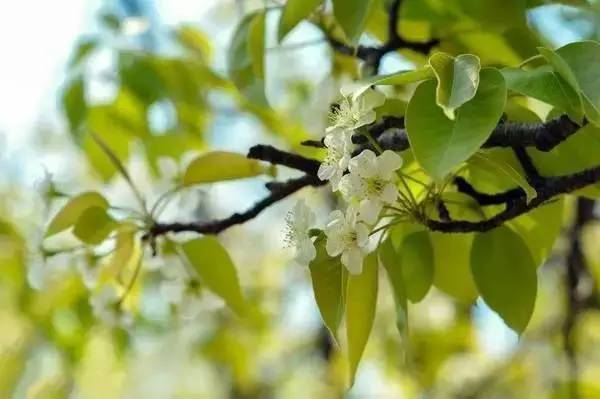 茈碧湖畔,梨花竞放之时,串串梨花轻挂枝头,如琼如玉,春风拂过花瓣簌簌