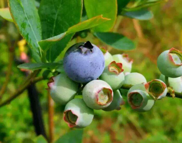 居然有这样的假"蓝莓",爱吃蓝莓的人一定要注意