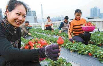 大妈楼顶种草莓,一朵花一个草莓,小区的都跑来了