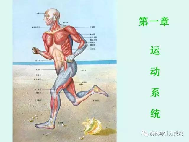 系统解剖学 运动系统 全身骨骼 1(视频)