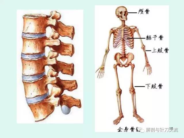 系统解剖学运动系统全身骨骼1视频