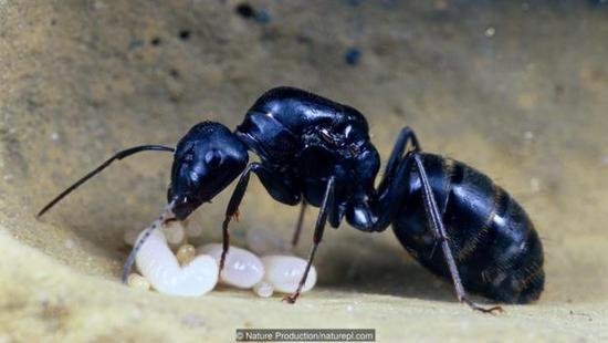 蚂蚁幼虫能力惊人,攸关整个族群生死存亡