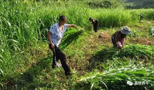 种草养牛