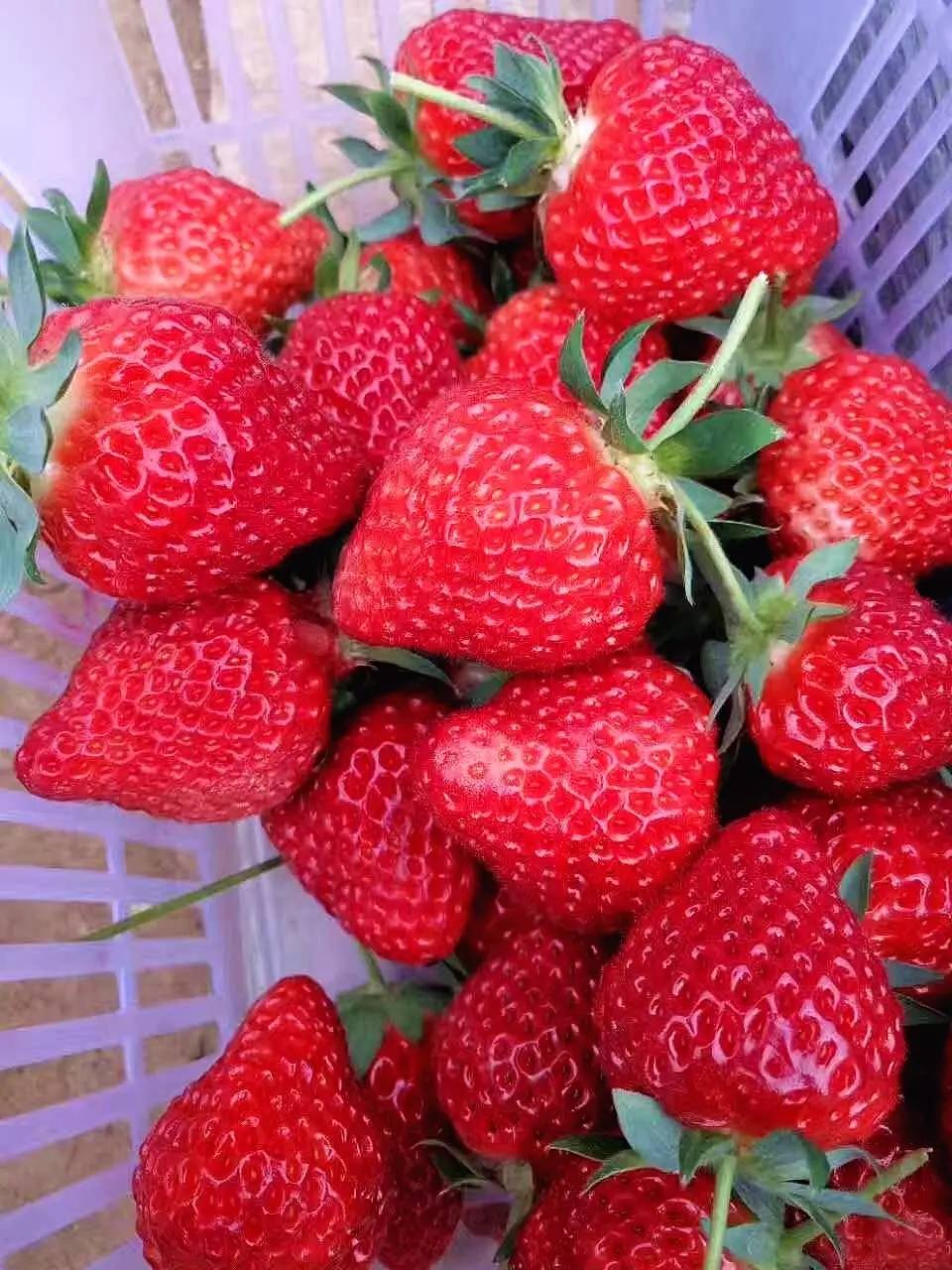 草莓,草莓……有图有真相,靖边人速看!