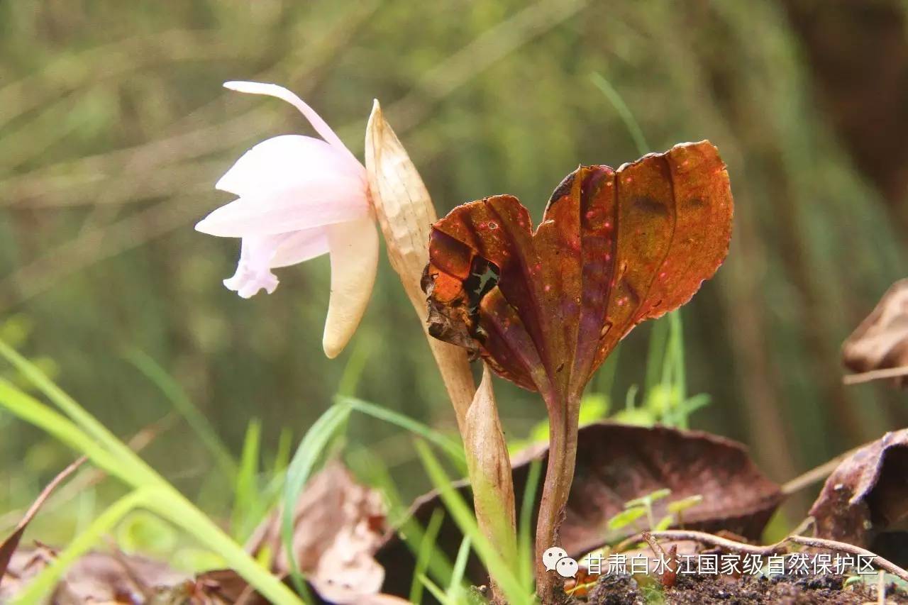 但是近年来,刘家坪区域一直没有见到过独花兰的真实面容.