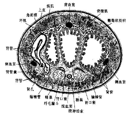 环毛蚓的横切面