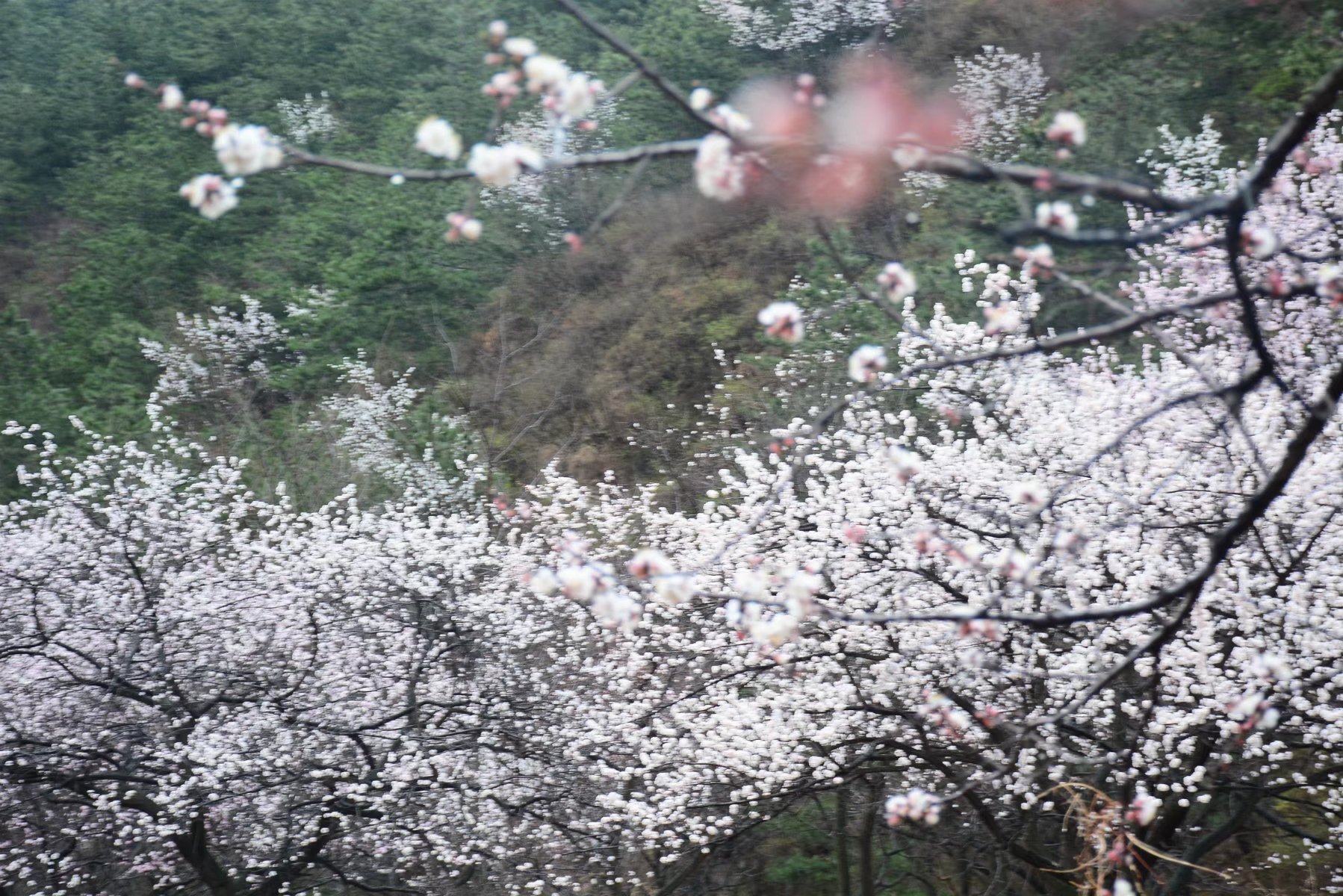 杏花村里杏花雨,细雨朦胧入仙境