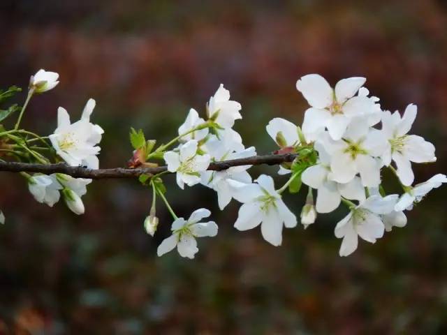 "梨花风起正清明"