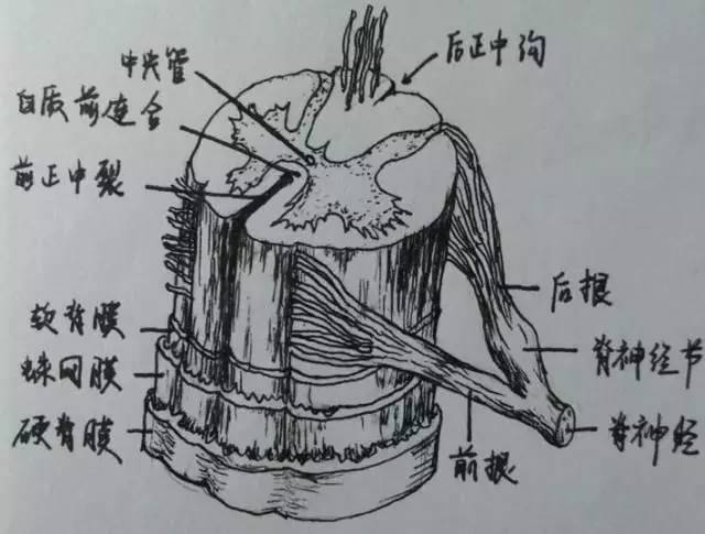 医学生手绘的解剖图.