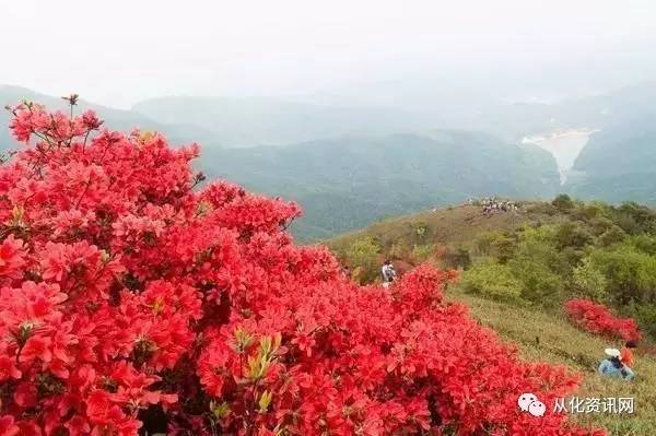 从化通天蜡烛杜鹃染红半边天,村民透露最佳观赏期