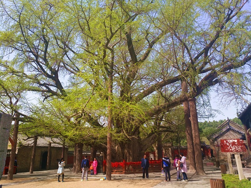 【浮来山旅游区】四千多年的银杏树,惊艳了岁月,美丽了春天.