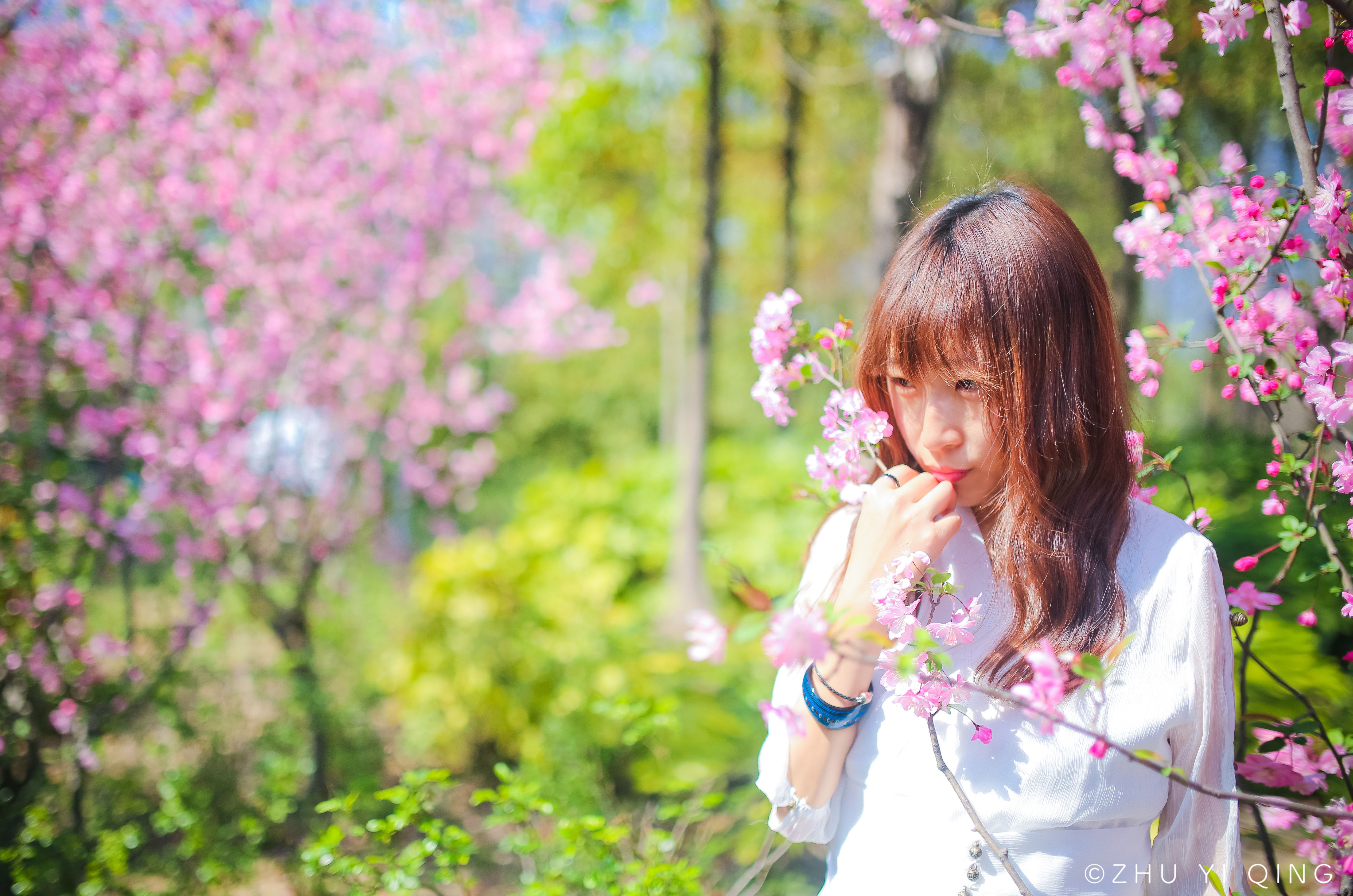 初春一场樱花雨,落在魔都顾村公园樱花节