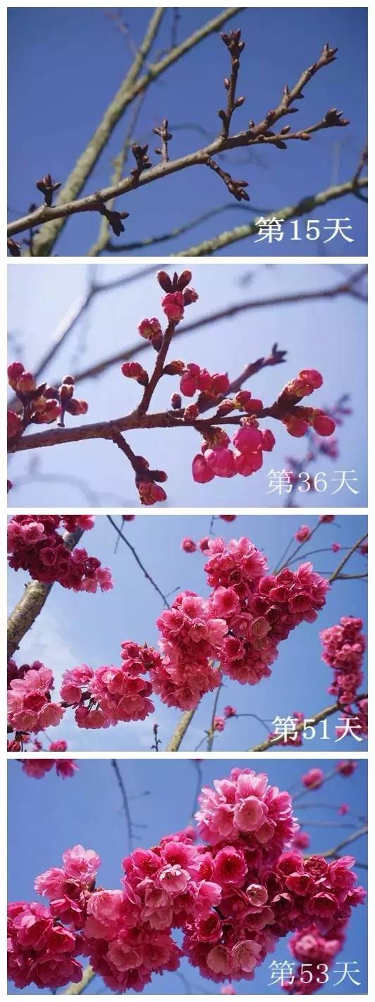 4月11日,记录樱花生长的71天!