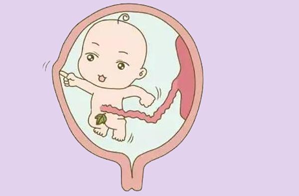 胎儿每天在肚子里都干啥?可比你想象中的更有趣!