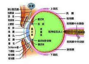 得了沙眼衣原体帮人口_沙眼衣原体图片(3)