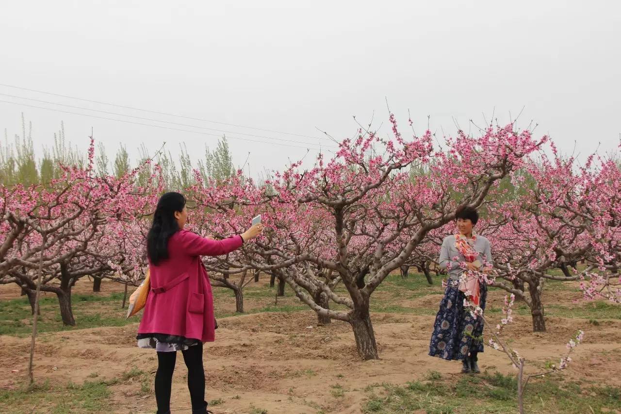 【现场实拍】人面桃花笑春风——永清县万亩桃花节