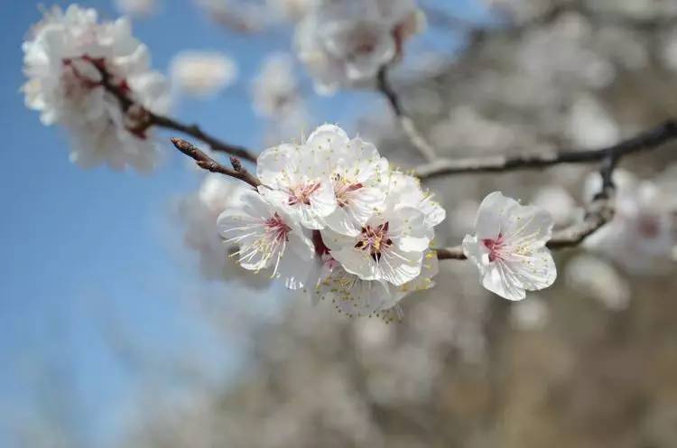 新增4月14号北二环线行程4月延庆新庄堡北京最大杏花林之约39元走起快