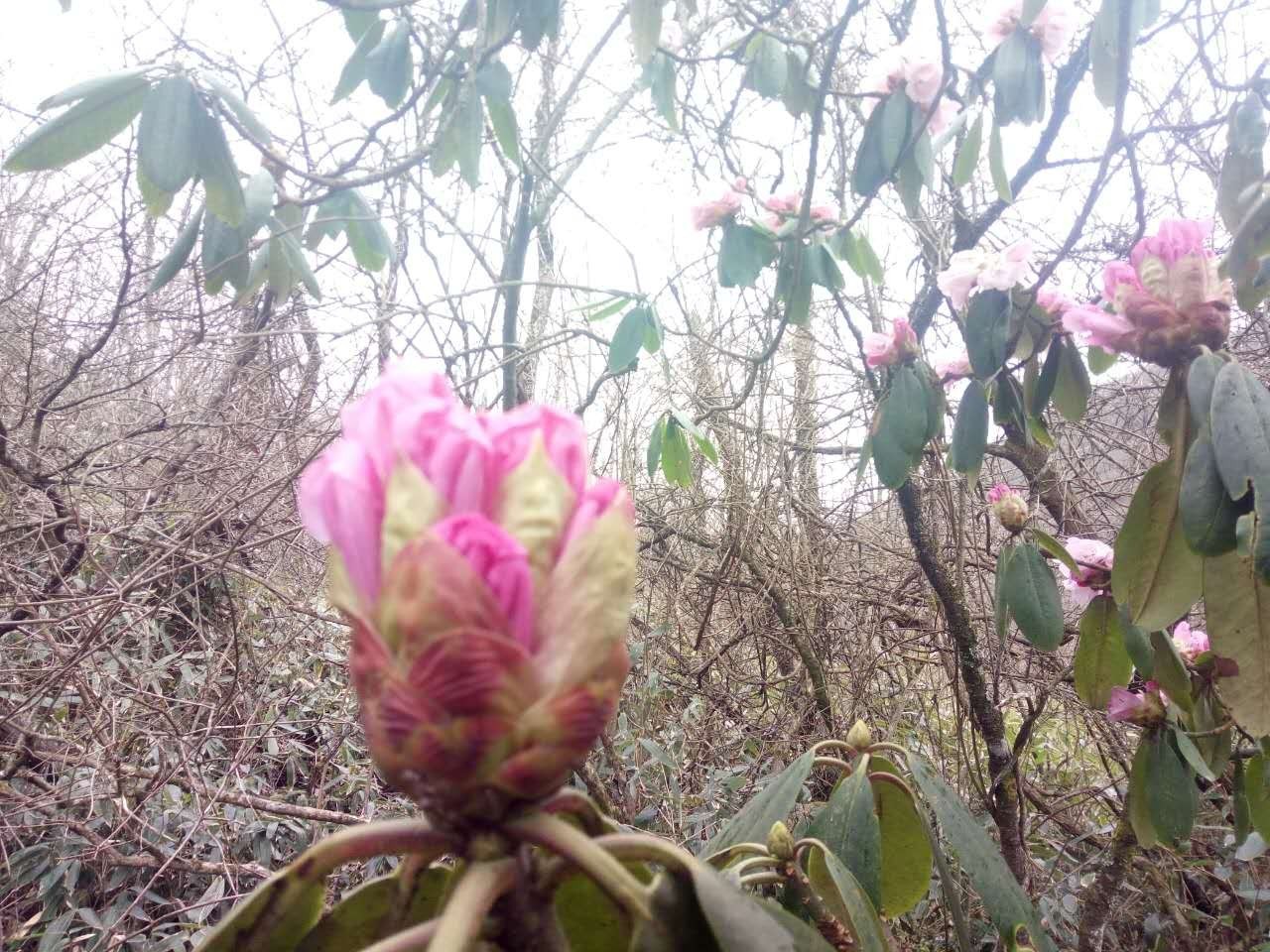 颤抖吧!神农架的杜鹃花骨朵儿!