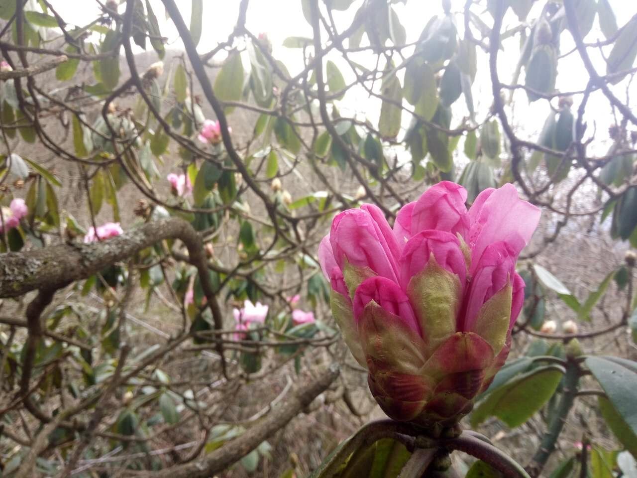 颤抖吧!神农架的杜鹃花骨朵儿!