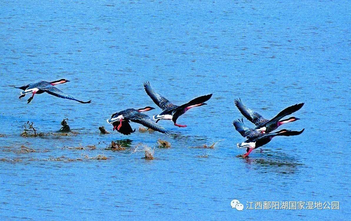 鄱阳湖国家湿地公园是鸟类的天堂,有丰沛的水草,有美味肥嫩的鱼虾