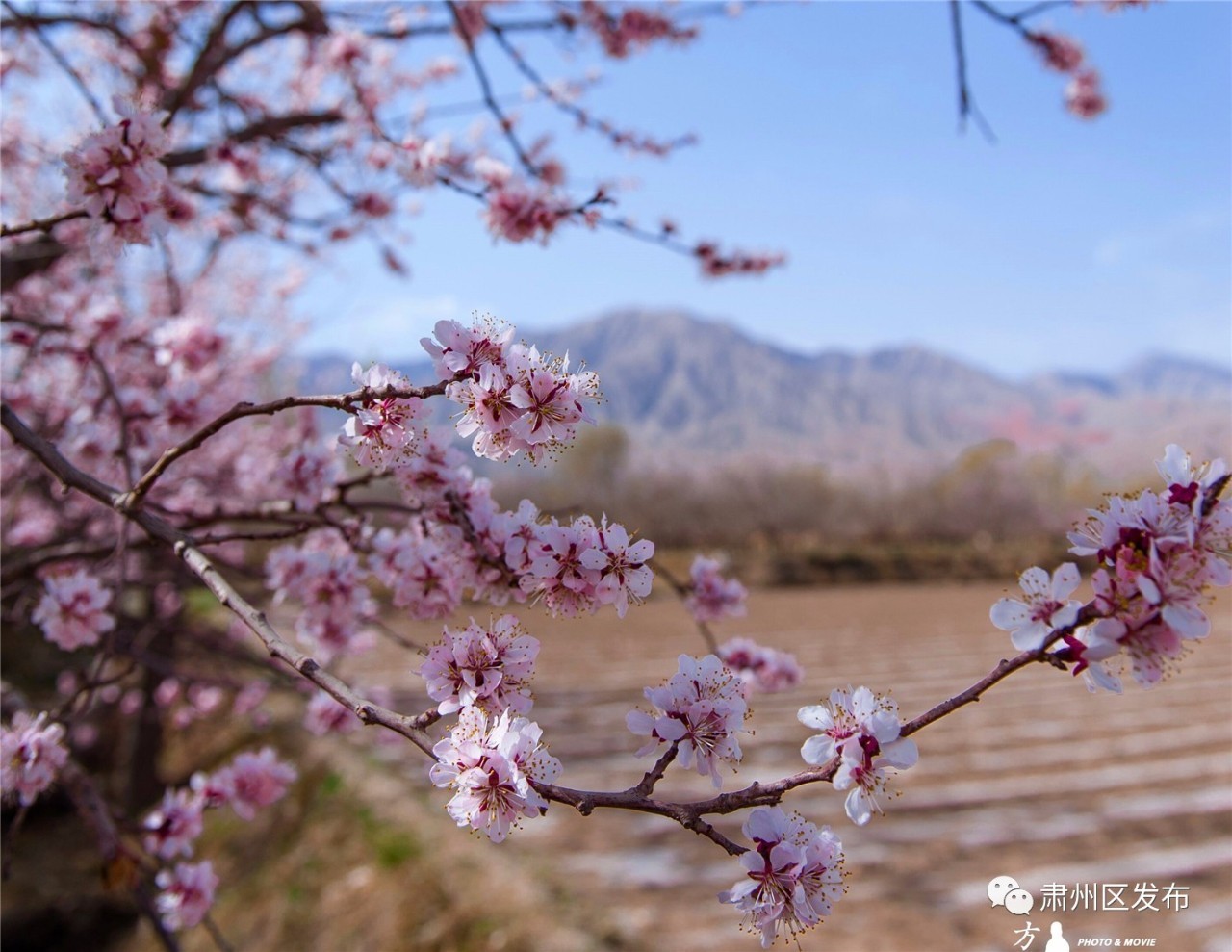 杏花香飘祁连山~~这个周末,咱们在金佛寺镇嗨起来!