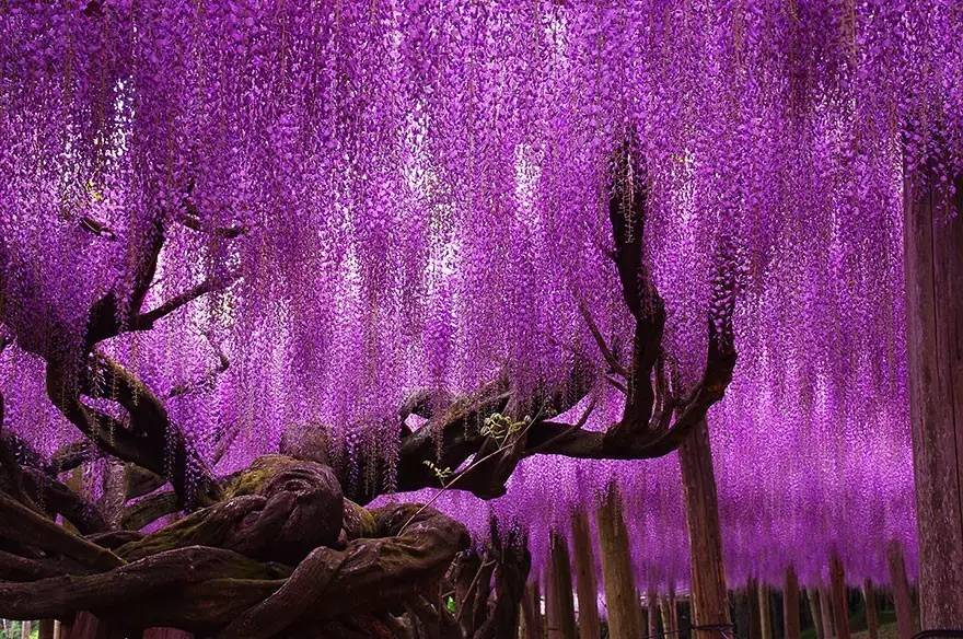 日本的紫藤花已开成花海,宛如人间仙境