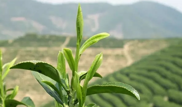 茶青(鲜叶)的新鲜度是制作好白茶的基础