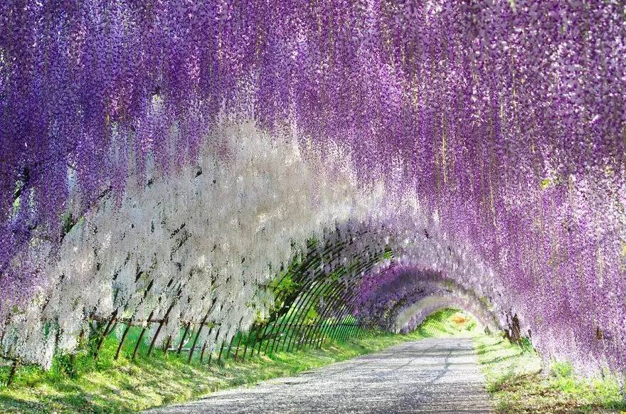 日本的紫藤花已开成花海,宛如人间仙境