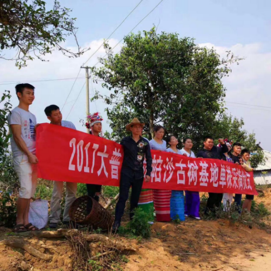 热烈祝贺大普雲顶帕沙古树基地单株采摘圆满成功