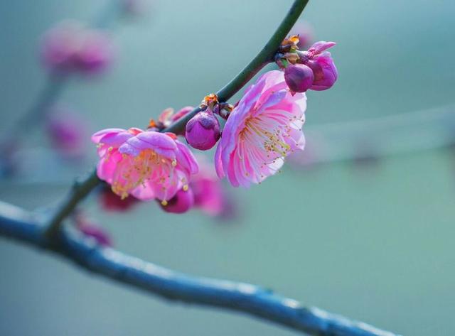 《留春令 咏梅花 年代:宋 故人溪