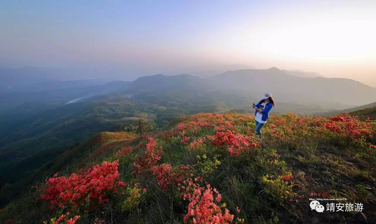 权威花讯靖安白崖山万亩杜鹃4月22日进赏花期