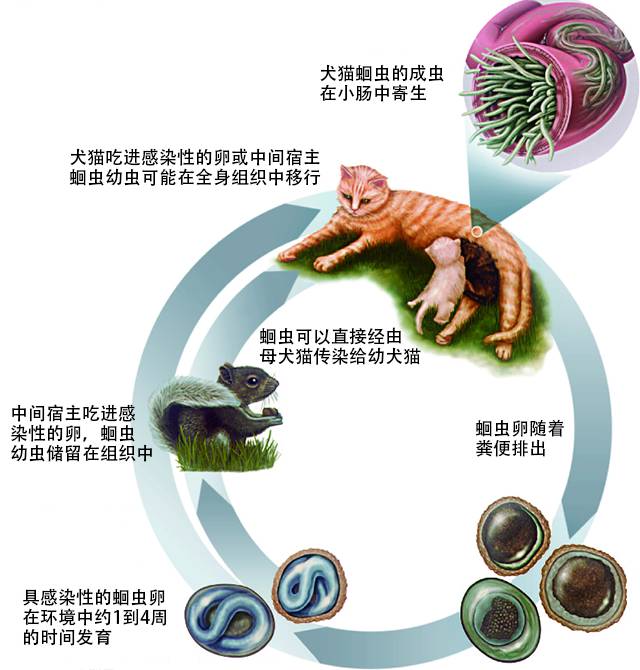 预防蛔虫手抄报资料