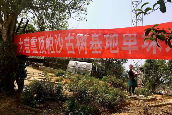 热烈祝贺大普雲顶帕沙古树基地单株采摘圆满成功