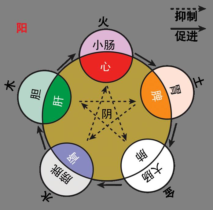 黑枣,桂圆,乌梅    简单来说就是:   五行:火 木 土 金 水   五脏:心