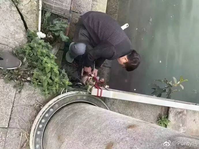 太残忍遂宁一网友爆料有人在犀牛堤杀泰迪剥皮