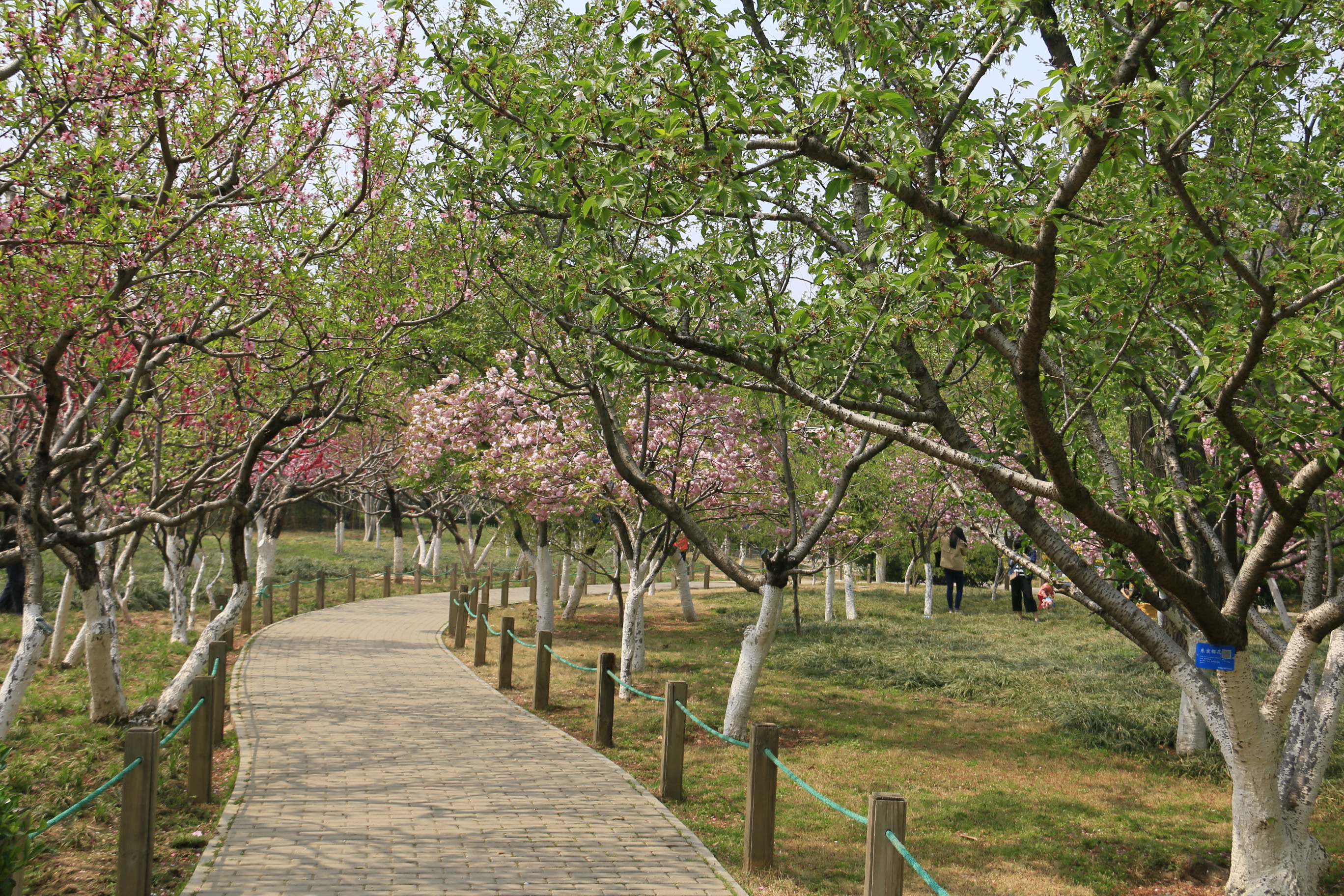 泉城赏花无极限:泉城公园花开缤纷春意浓