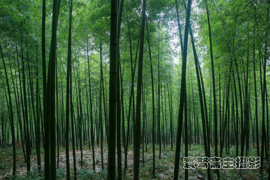 溪流淙淙，修竹丛丛，南山竹海就是你的心灵栖息地