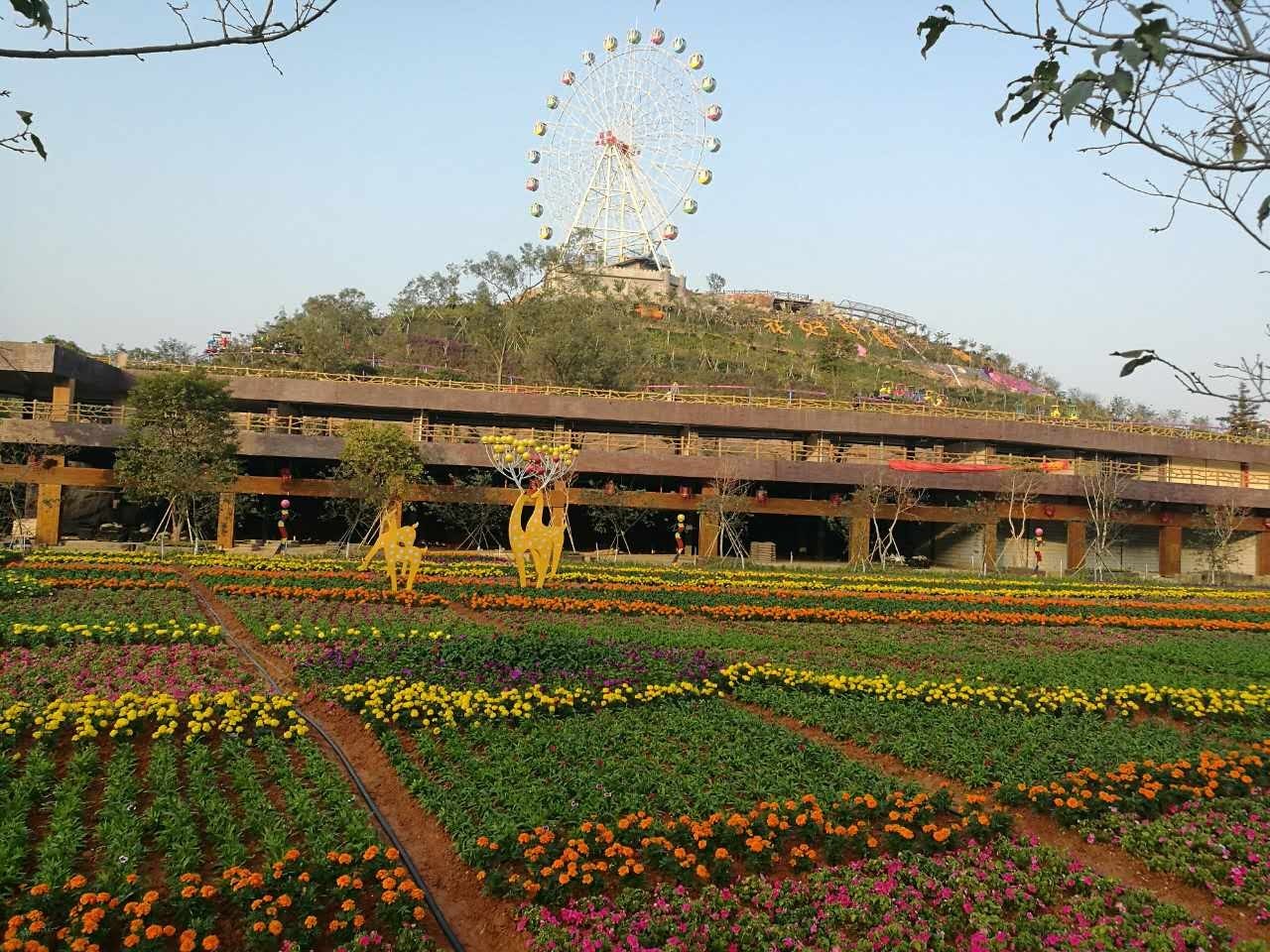 周日团!恩平花海欢乐世界,摘果旅游观光专线